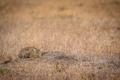 African wild cat laying down in the grass. - PhotoDune Item for Sale