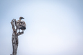White-backed vulture sitting in a dead tree. - PhotoDune Item for Sale