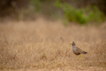 Wattled lapwing standing in the grass. - PhotoDune Item for Sale
