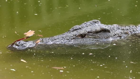 Nile Crocodile In Water