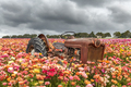 Antique tractor in wild flower field - PhotoDune Item for Sale