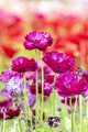 Purple ranunculus wildflowers - PhotoDune Item for Sale