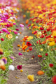 Ranunculus flowers in field - PhotoDune Item for Sale