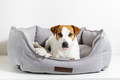 Dog terrier lying in gray pet bed, looking at camera with protruding tongue. - PhotoDune Item for Sale