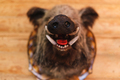 Wild boar head with open mouth and fangs close-up. Stuffed animals, taxidermy. - PhotoDune Item for Sale