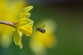 Flying Bumblebee landing to yellow flower. Wildlife scene from nature - PhotoDune Item for Sale