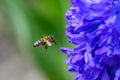 Flying bee landing to violet flower. Wildlife scene from nature - PhotoDune Item for Sale