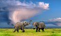 Two adult elephants fight under a stormy sky in the savannah on the green grass. - PhotoDune Item for Sale