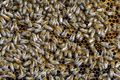 Close up view of the working bees on honey cells - PhotoDune Item for Sale