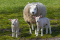Mother sheep and a pair of white lambs in the meadow - PhotoDune Item for Sale