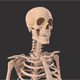 Human skeleton - 3DOcean Item for Sale