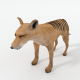 Tasmanian Tiger - 3DOcean Item for Sale