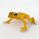 Golden Frog - 3DOcean Item for Sale