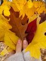 Closeup of young woman holding big bunch of yellow autumn leaves in hands - PhotoDune Item for Sale