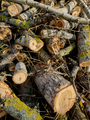 Closeup of big heap of freshly cut wooden logs. Concept of deforestation and environment harm - PhotoDune Item for Sale
