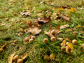 CLoseup of ground covered with oak leaves and acorns in autumn park - PhotoDune Item for Sale
