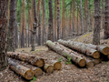 Wood stack collected of freshly cut pine tree logs in forest - PhotoDune Item for Sale