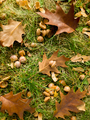 Closeup of green lawn covered with yellow fallen oak leaves and acorns - PhotoDune Item for Sale