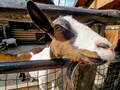 Closeup of domestic goat living on farm looking through wooden fence while staying in outdoor shed - PhotoDune Item for Sale