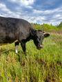 Black cow on field against clear blue sky. Concept of ecology and natural farming - PhotoDune Item for Sale