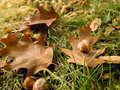 Macro shot of acorn lying on ellow and golden leaves fallen on ground at forest - PhotoDune Item for Sale