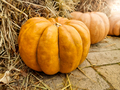 Closeup of lots of pumpkins lying on ground next to big hay stack at country farm - PhotoDune Item for Sale