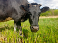 Closeup of black cow looking in camera while greezing on pasture in the field against blue sky - PhotoDune Item for Sale