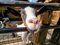Closeup funny shot of goat on the farm looking in camera through wooden fence - PhotoDune Item for Sale