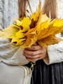 Closeup image of young woman in sweater posing with bunch of yellow autumn leaves - PhotoDune Item for Sale