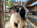 CLoseup of male goat with long horns looking through wooden fence in farm shed - PhotoDune Item for Sale
