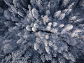 Aerial view of Forest in Winter with White Snow during Holidays in Vancouver - PhotoDune Item for Sale
