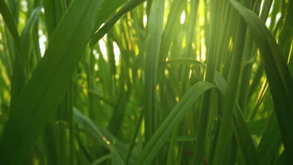 Camera Moving Through Fresh Green Grass in Sunrise Lights. Inside Grass Slider Shot, 