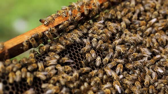 Close Up View of Colony of Bees Crawling on the Beehive Frame with Honeycomb Honey