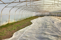 Greenhouse organic vegetable plantation covered with agrotextile. - PhotoDune Item for Sale