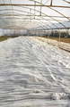 Organic vegetable plantation covered with agrotextile. - PhotoDune Item for Sale