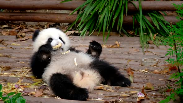 Giant Panda Bear Eating Bamboo