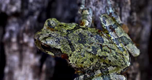 Static macro video of a juvenile Grey Tree Frog on a tree.  Video is extremely close and above frog.