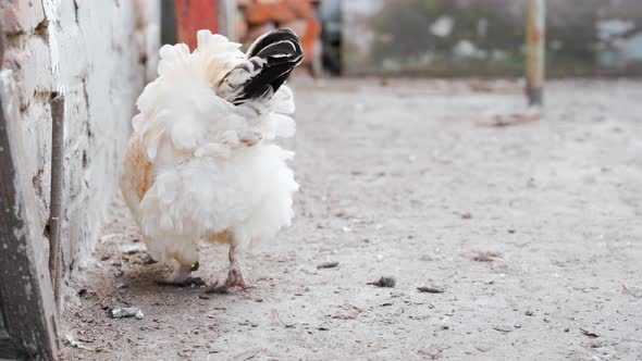 A Beautiful White Hen Stands Backwards and the Wind Develops Feathers