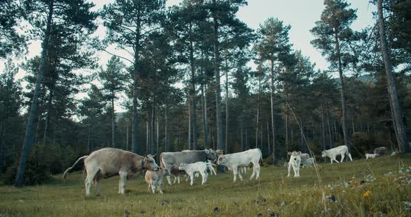 Herd of Cows Grazing the Grass on Freedom in Forestal Meadow