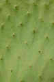 Abstract Background Cactus Texture - PhotoDune Item for Sale