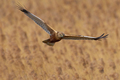 Western marsh harrier (Circus aeruginosus) - PhotoDune Item for Sale