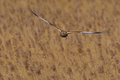 Western marsh harrier (Circus aeruginosus) - PhotoDune Item for Sale