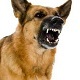 Angry Dogs Bark