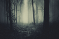 Spooky haunted forest with fog on Halloween - PhotoDune Item for Sale