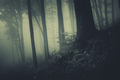 Enchanted dark woods - PhotoDune Item for Sale