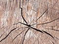 cracked old tree texture. - PhotoDune Item for Sale