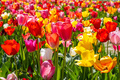 A field full of tulip flowers - PhotoDune Item for Sale