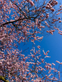 Beautiful sakura tree in the park - PhotoDune Item for Sale