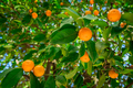 clementines ripening on tree against blue sky. Tangerine tree. Oranges on a citrus tree - PhotoDune Item for Sale