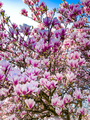 Pink magnolia tree blossom against blue sky - PhotoDune Item for Sale
